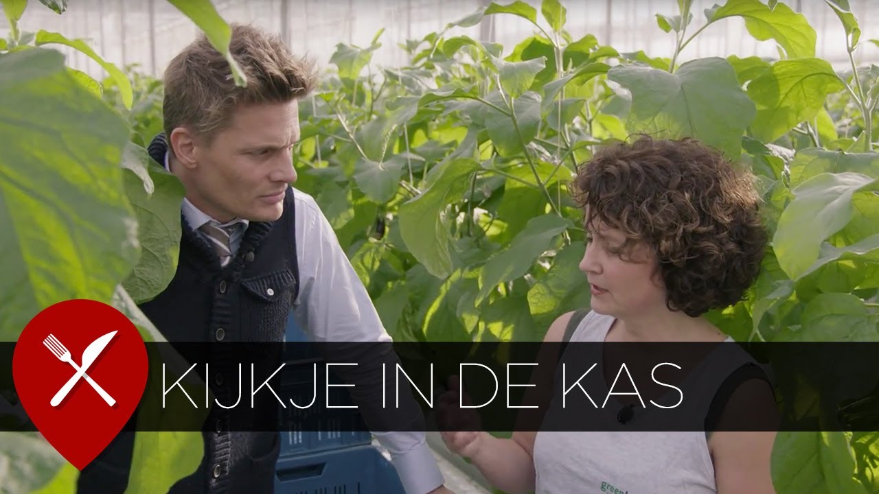 Kijkje in de kas: Aubergine kwekerij