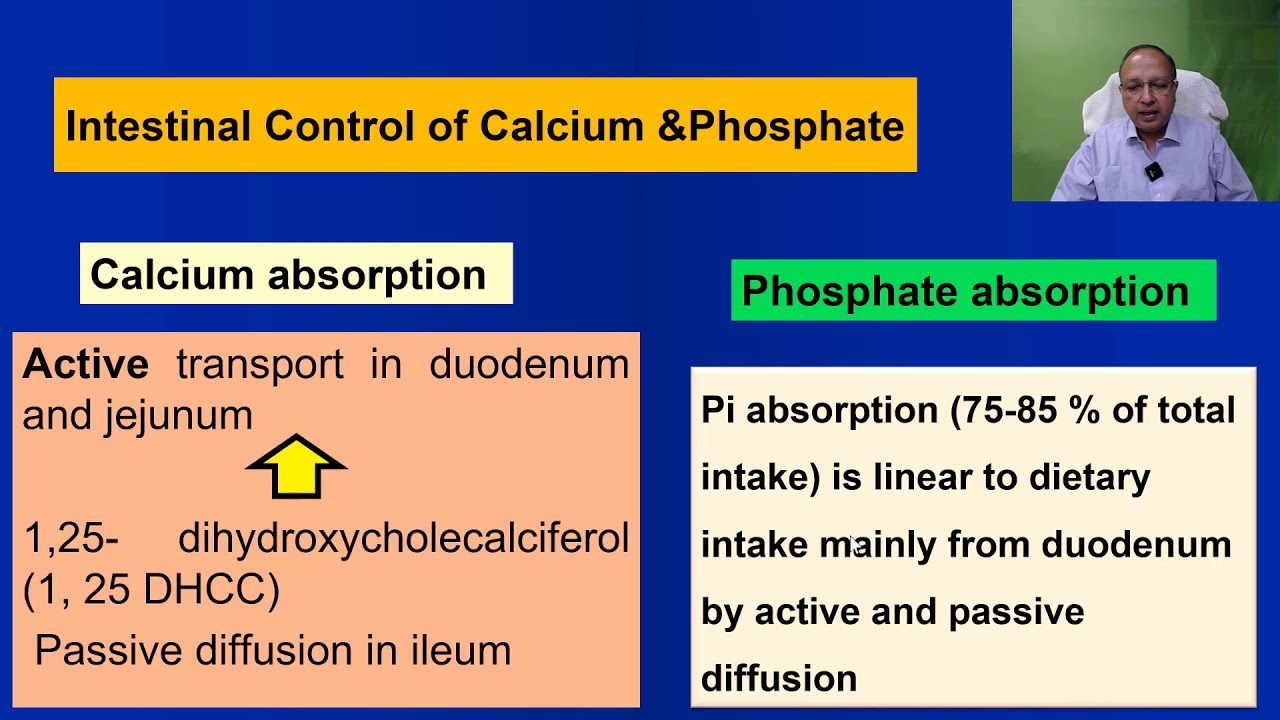 Physiology of Calcium and Phosphate Metabolism