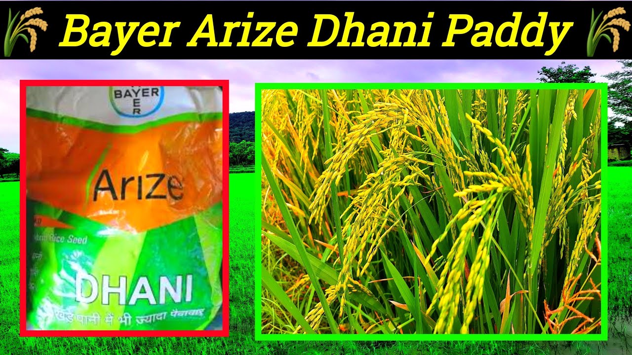 Arize dhani paddy seeds | bayer arize dhani full information | dhani dhan ki kheti |hukesh pradhan