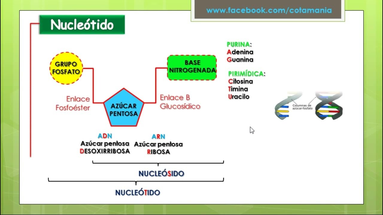 BIOMOLÉCULAS ORGÁNICAS | ÁCIDOS NUCLEICOS | Cotamania