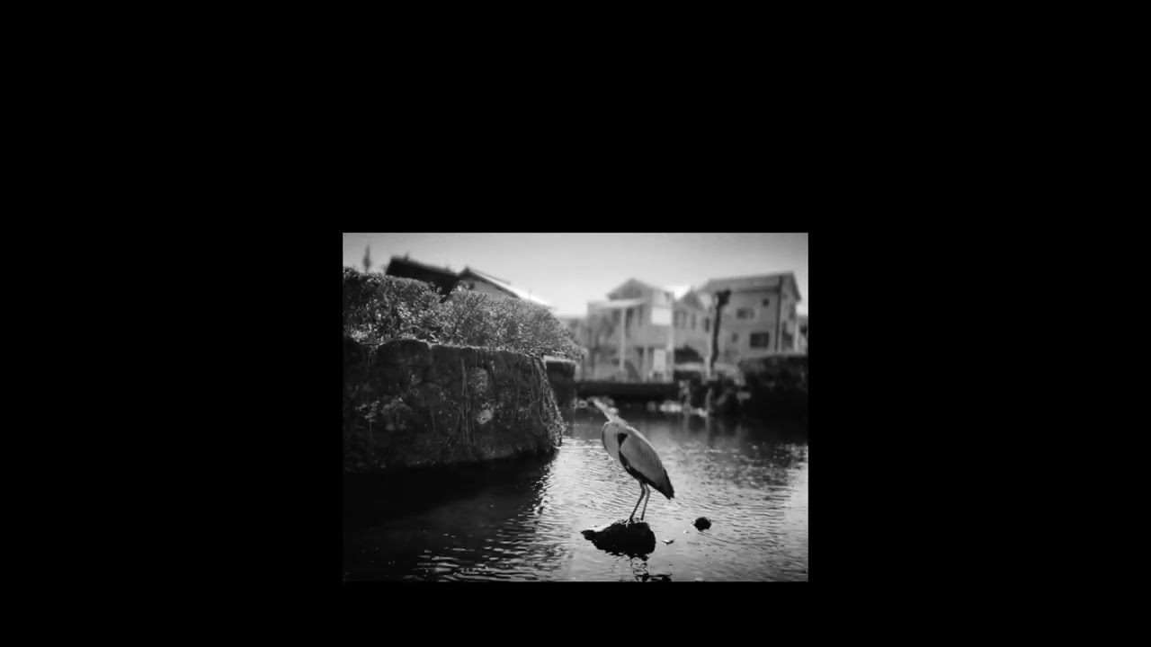 stereo type ヒダリメの夏【Music Video】