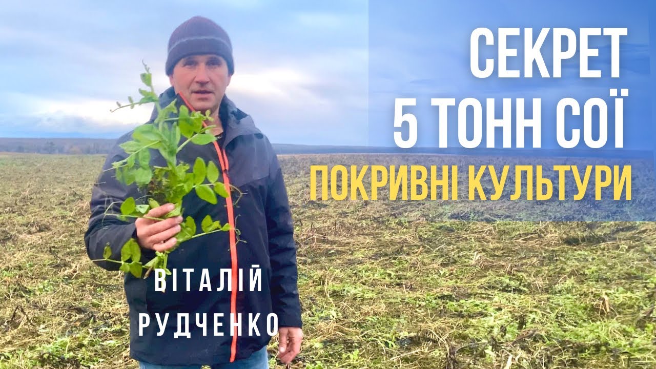 Хочете високий врожай сої - сійте покривні культури
