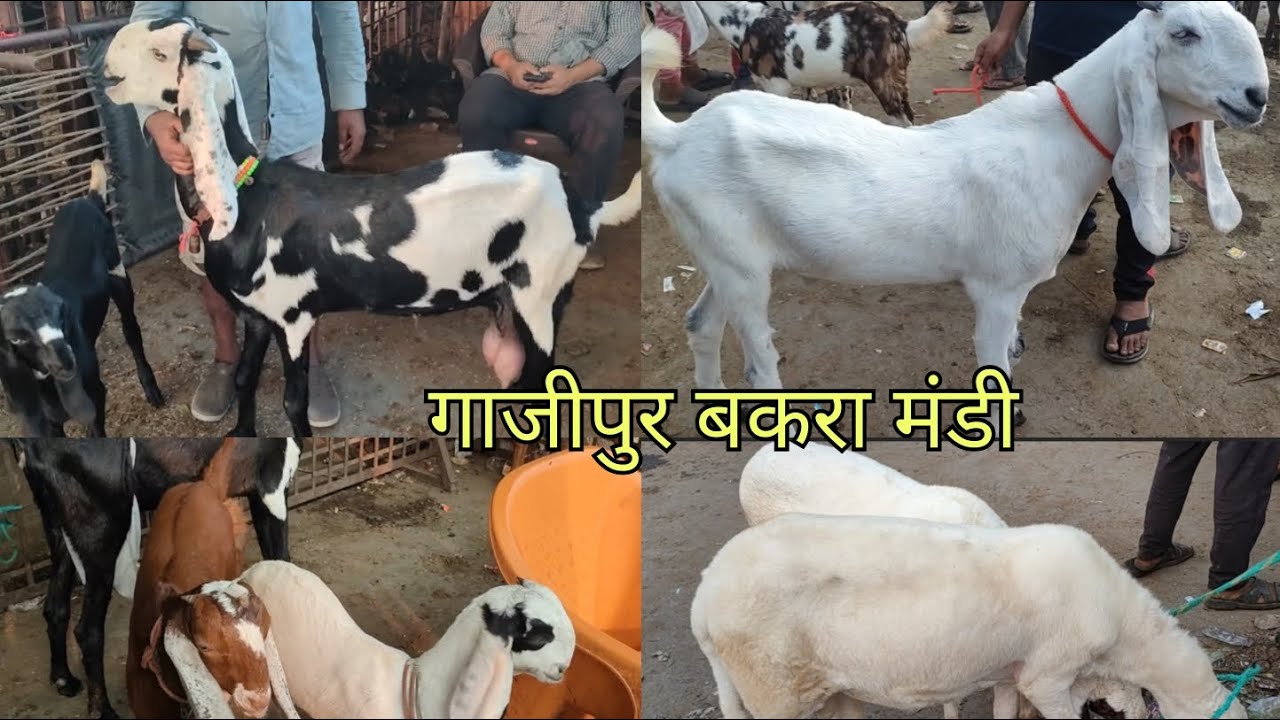 Ghazipur bakra mandi 25/9/2024 गाजीपुर बकरा मंडी #goats #goat #goatfarming #bakra #ghazipur #goat