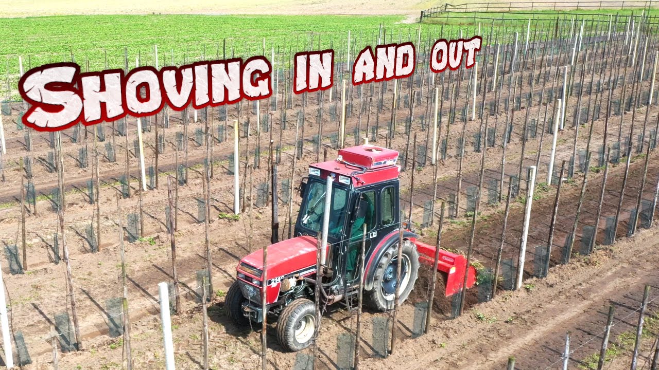 Stealing sand from the young planted appletrees