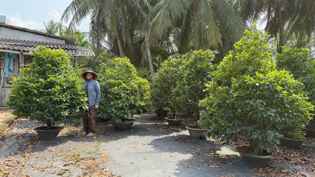 MAI GIẢO THỦ ĐỨC 21/O1/2026 ( #0363543853 LOAN) MAI TẾT 2026 -  @bonsai Can Tho