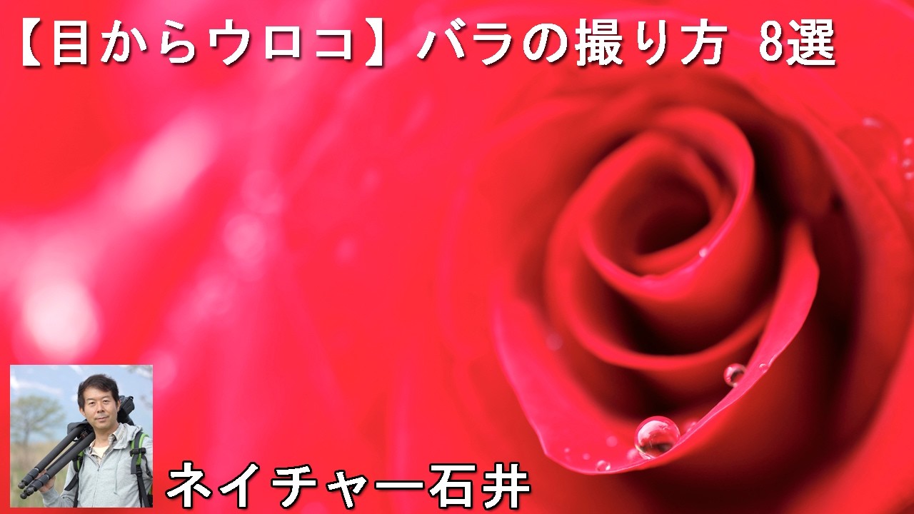 【目からウロコ】バラの撮り方
