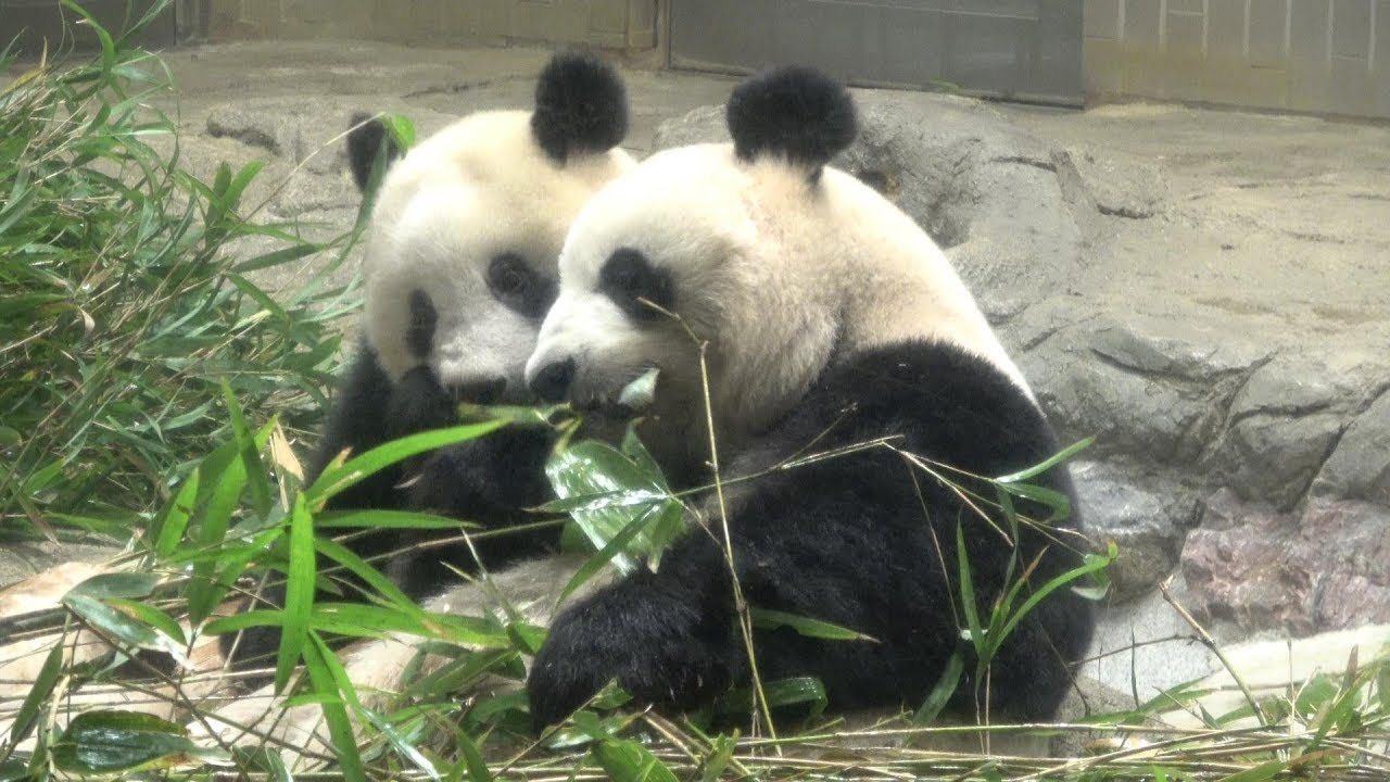 2018.11.13 ステップ１初日の夕方 シャンシャン やっぱり一緒がいいね！（Giant panda Xiangxiang and mom.）