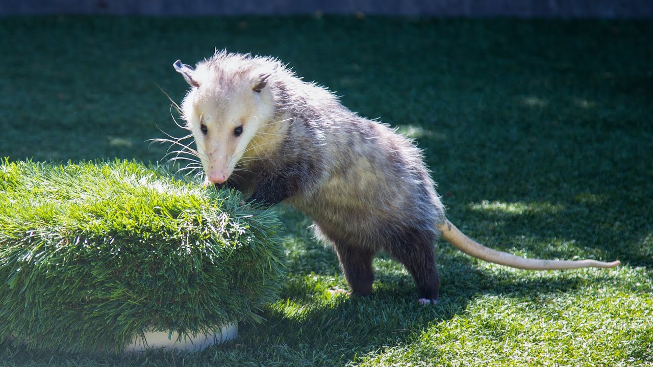Deeper Dive - Pete the Opossum