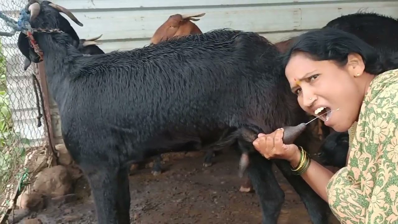 #viral #prepare goats millk making #drinking millk #rgj24
