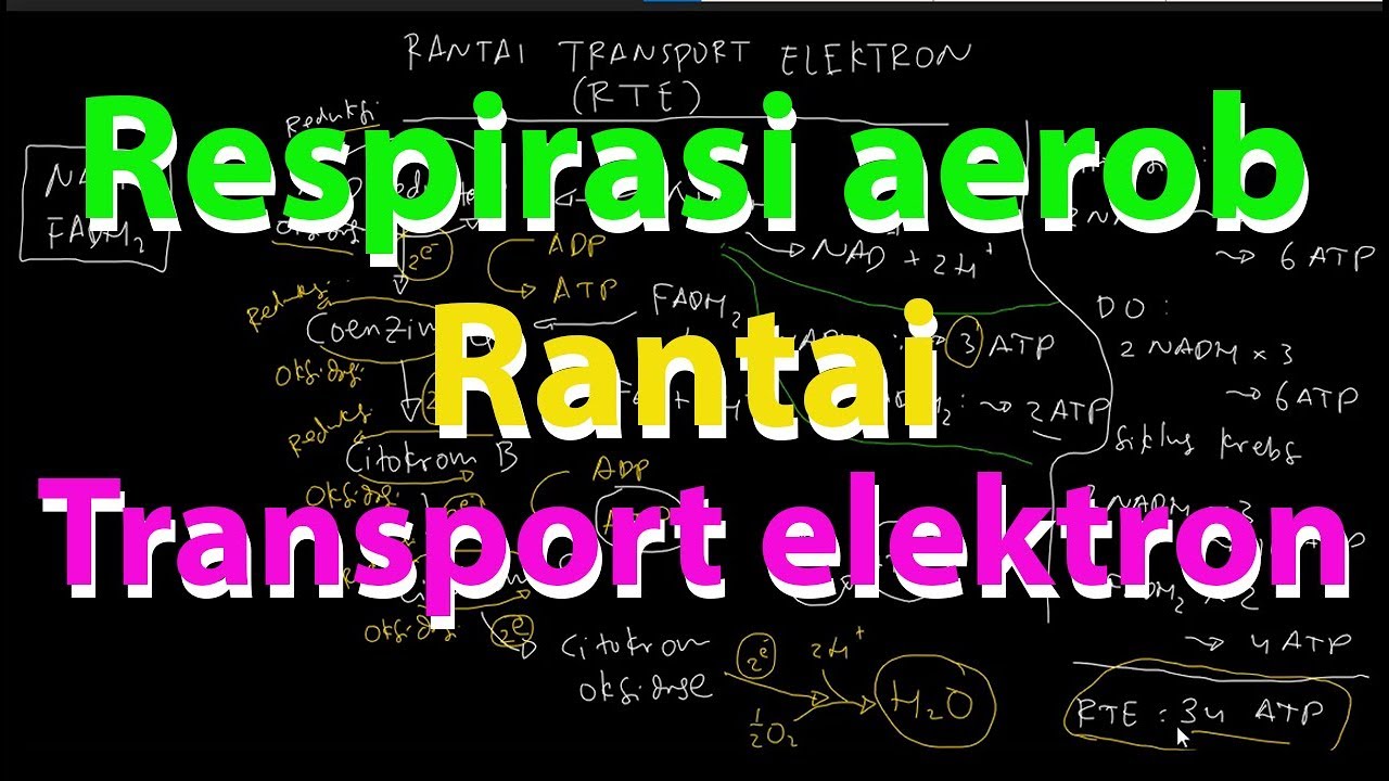 Rantai Transport Elektron Respirasi Aerob