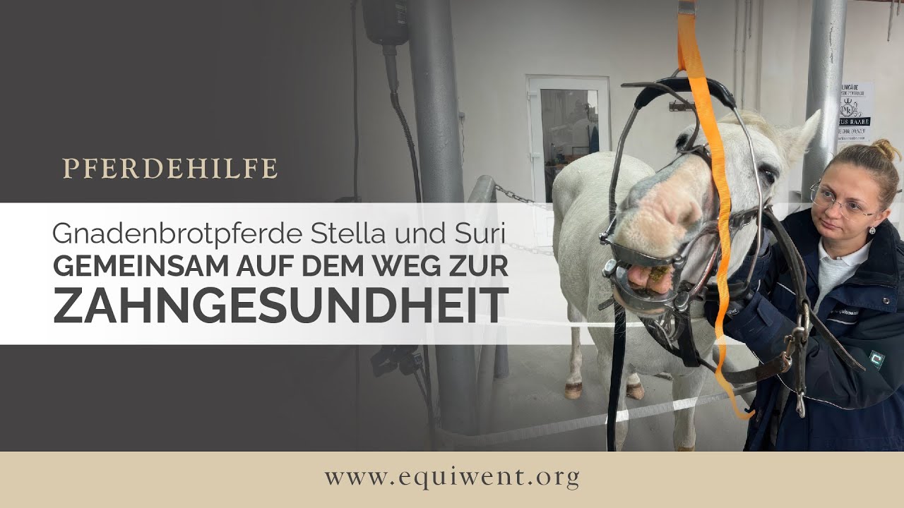 Gnadenhof-Oldies: Ihre erste Begegnung mit dem Pferdezahnarzt