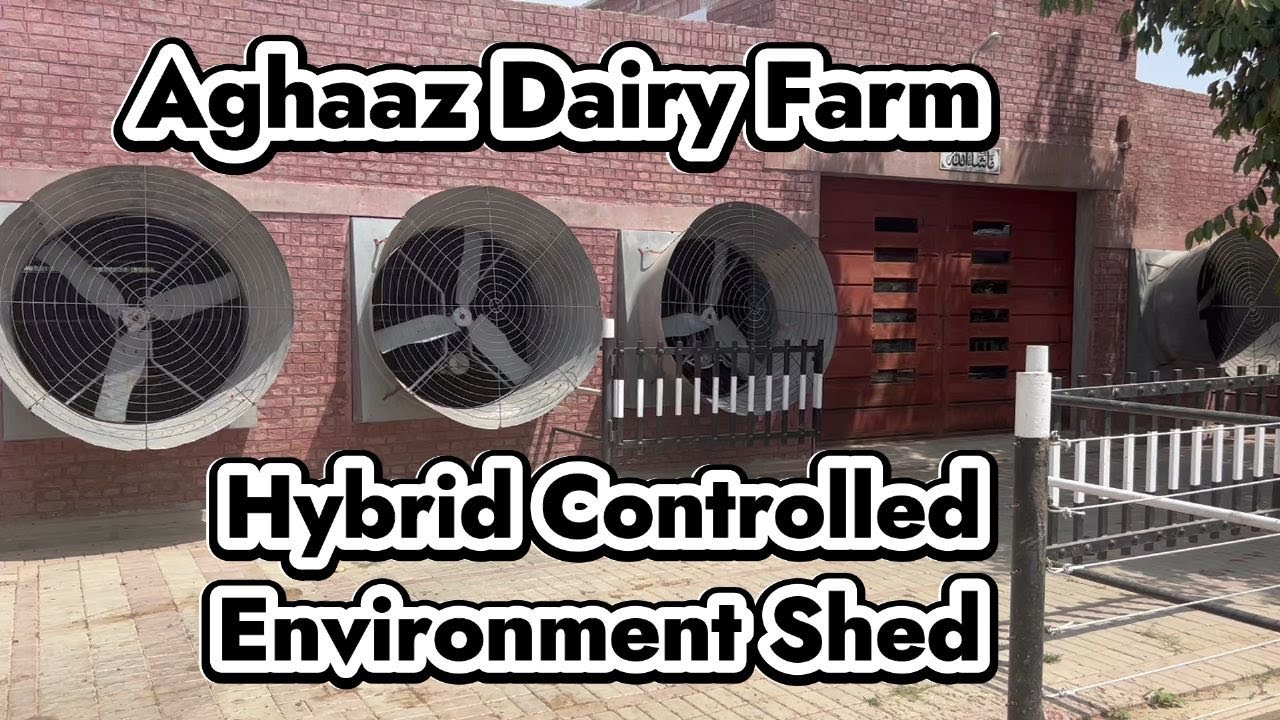 #hybrid - Tips to Earn more Profit and Milk Production through Environment Controlled Dairy Farming