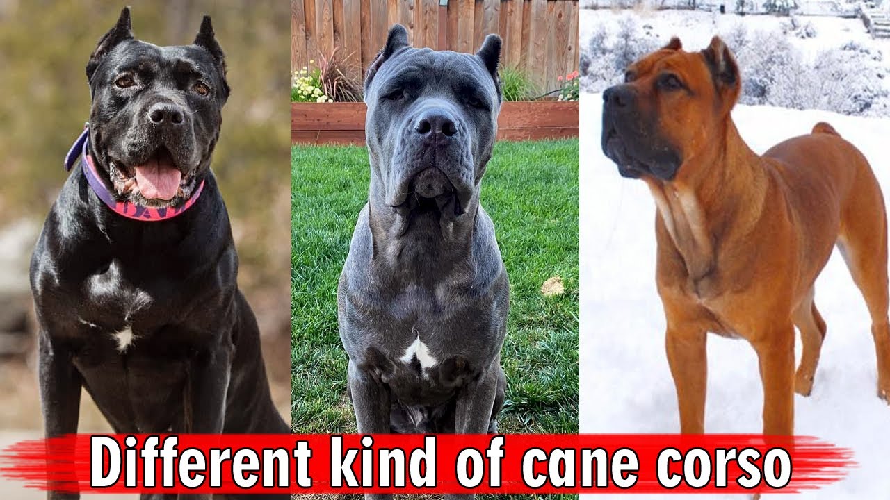 Different kind of cane corso || Cane Corso Dog Breed