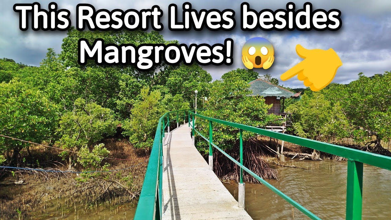 A Resort in The Middle of Mangrove Trees! 🙀 Only in Romblon!