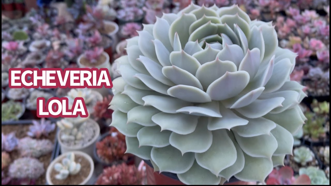 PROPAGATION ECHEVERIA LOLA | NHÂN GIỐNG SEN ĐÁ LOLA | 다육식물 | 多肉植物 | suculentas