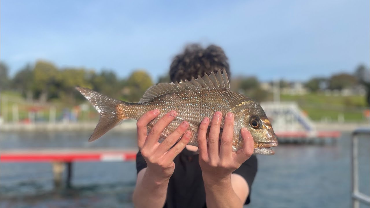 Geelong fishing winter snapper