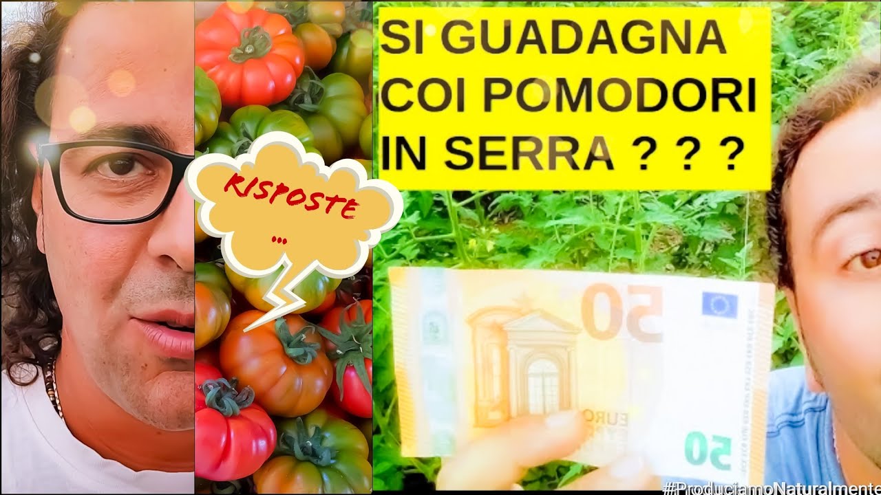 Quanto si Guadagna con 1000 mq di coltivazione di Pomodoro INVERNALE in Serra !?! Risposte