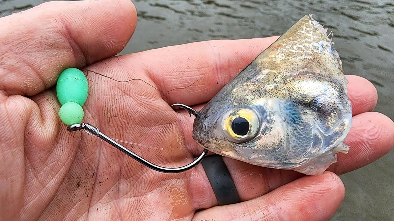 MONSTER FISH Crushes TINY BAIT!!! (Epic Battle)