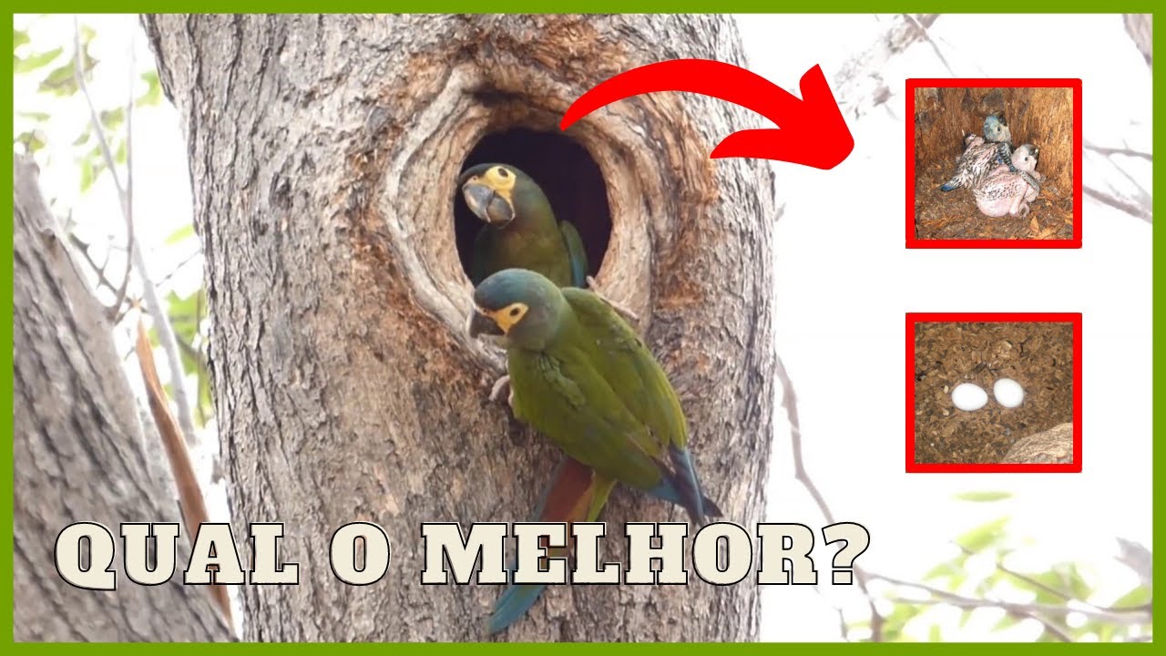 TUDO SOBRE NINHOS (Psitacídeos)