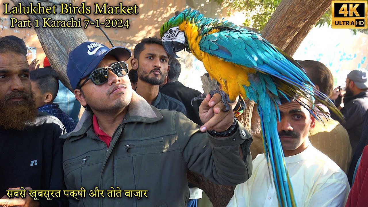 Lalukhet Exotic Birds Parrots Hen and Rooster Market Part 1 Karachi 7-1-2024 | سوق الطيور الفريدة