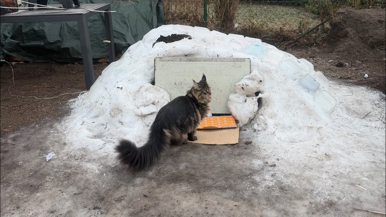 Cat igloo update