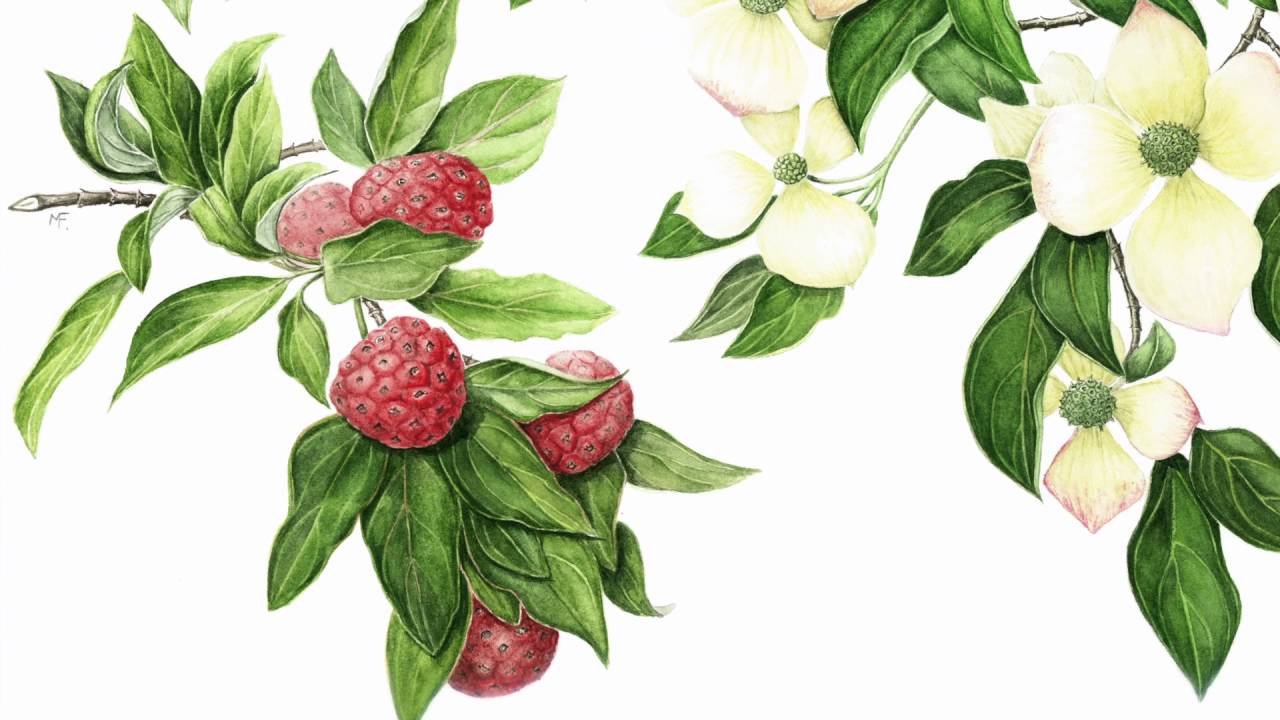 Mally Francis FLS - Botanical Art Courses