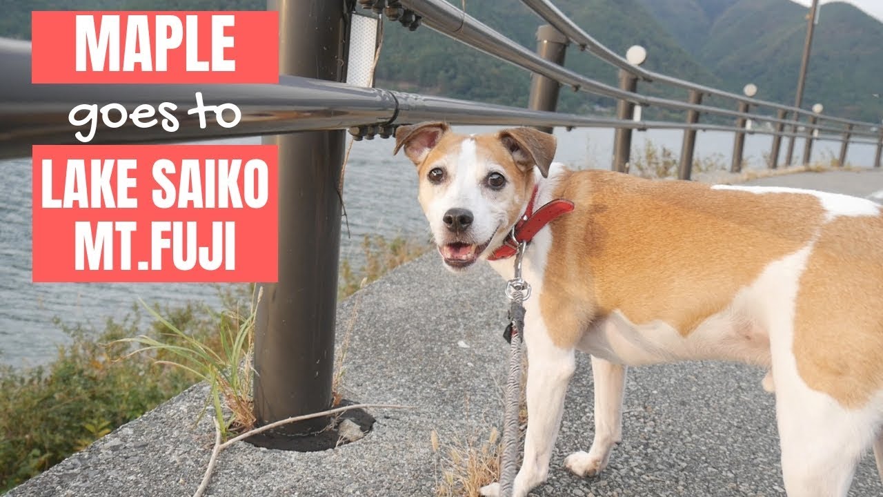 Dog Friendly Camping In Japan! [Lake Saiko, Mt.Fuji]