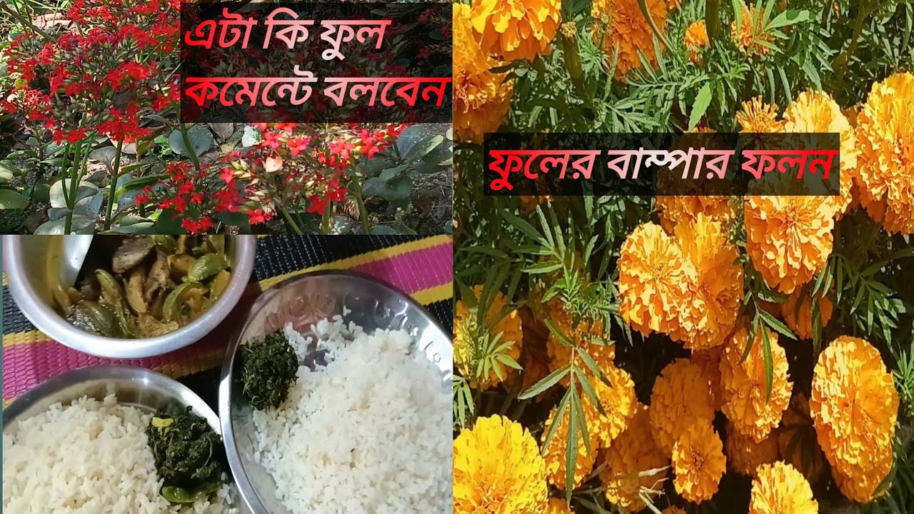 গ্রামের সাধারণ খাবার আজ দুটো আইটেমেই ছিল মজার |Village bangla vlog |Village cooking |Village vlog 