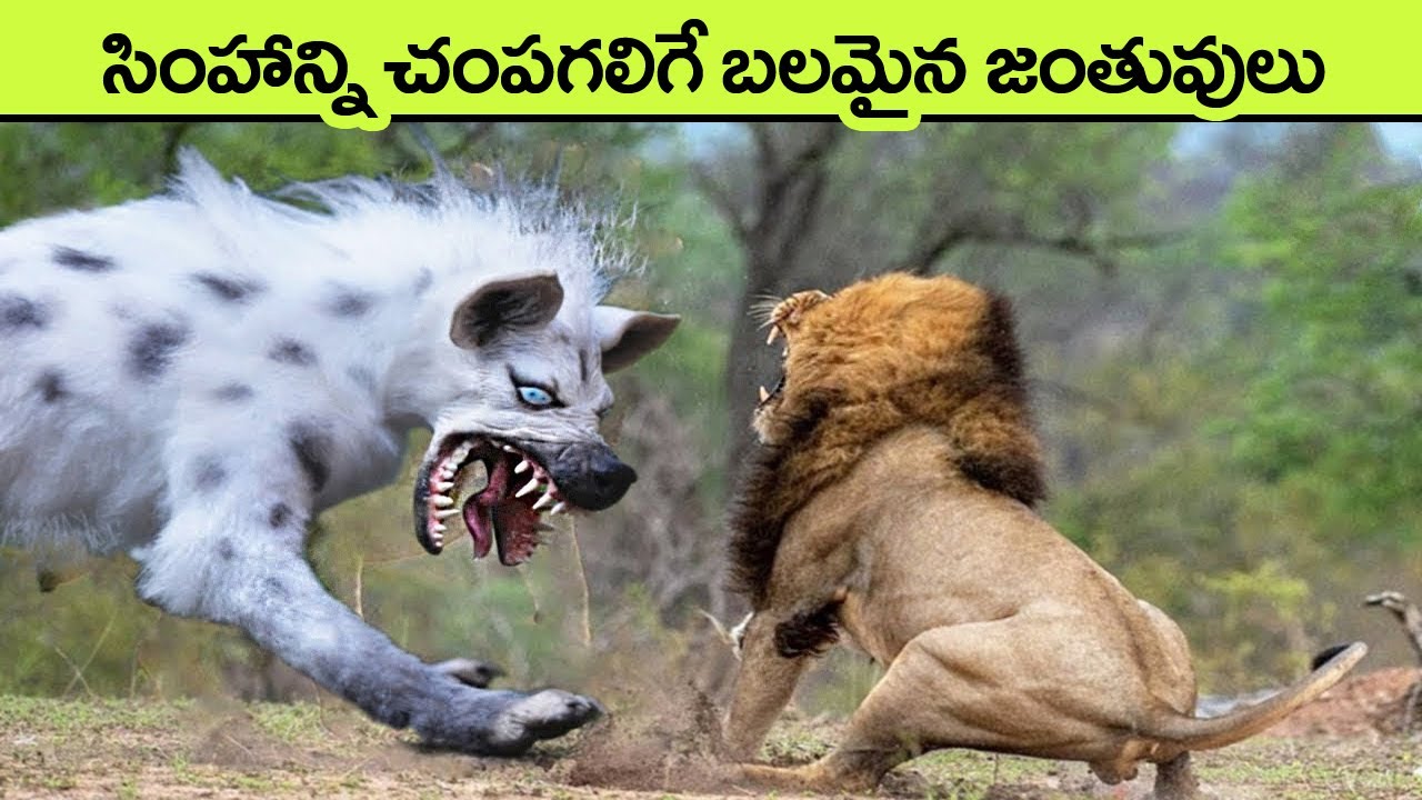 Animals That Can Kill a Lion Easily | facts in telugu | telugu news | animals telugu | facts