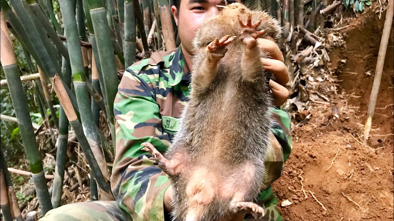 Mùa Dúi Rừng Và Thăm Bẫy Thú | Vớ Được Cụ Dúi khủng