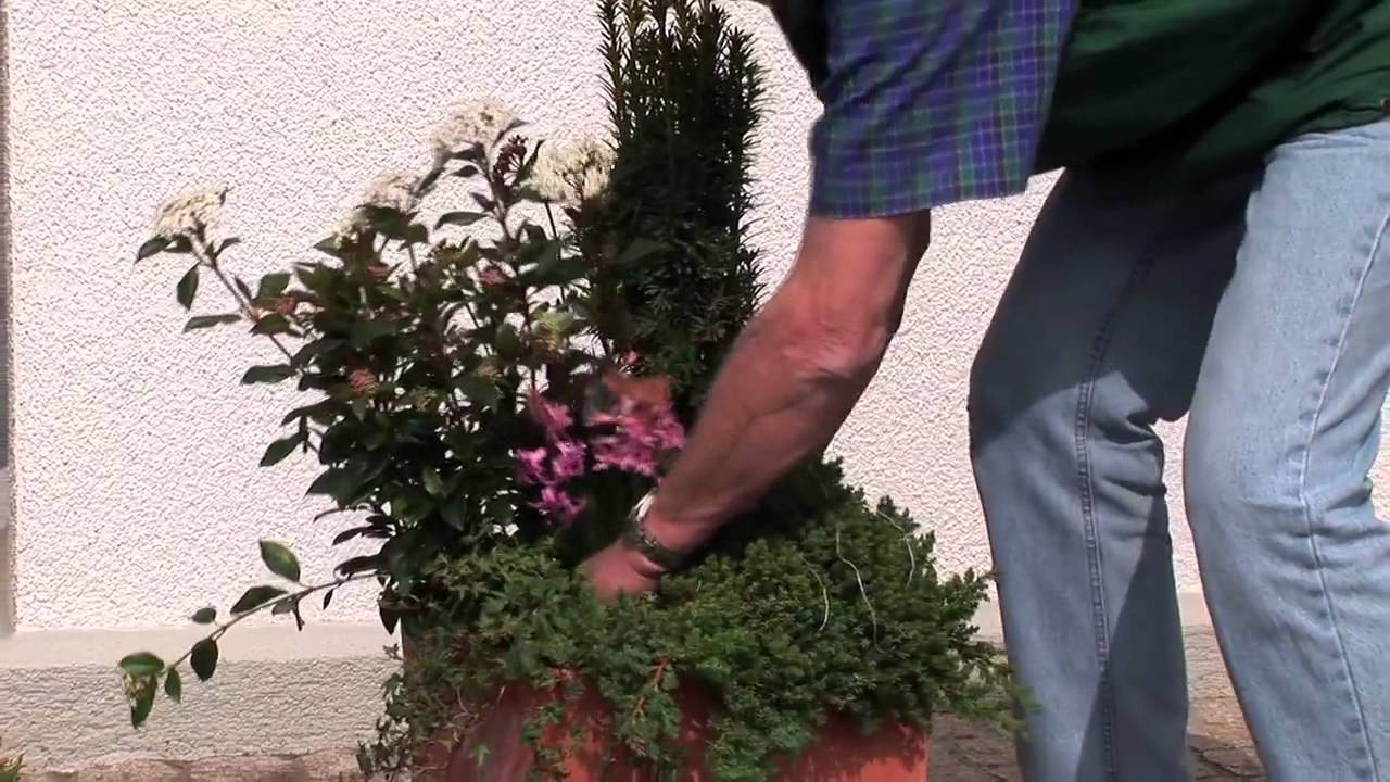 Wie die dauerhafte Gef&auml;ssbepflanzung funktioniert
