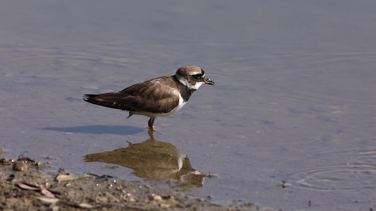 Birds of North Cyprus - Documentary