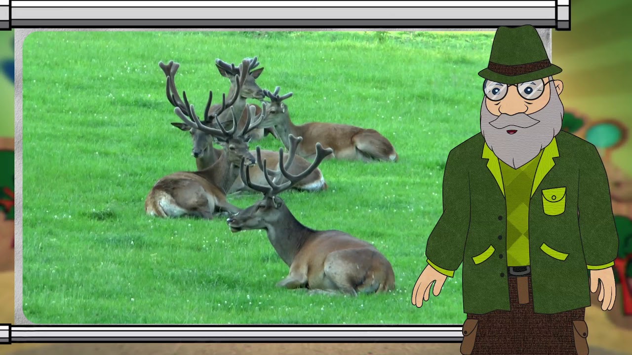 Erdő Ernő bácsi meséi -  Hogyan kell az erdőben viselkedni?