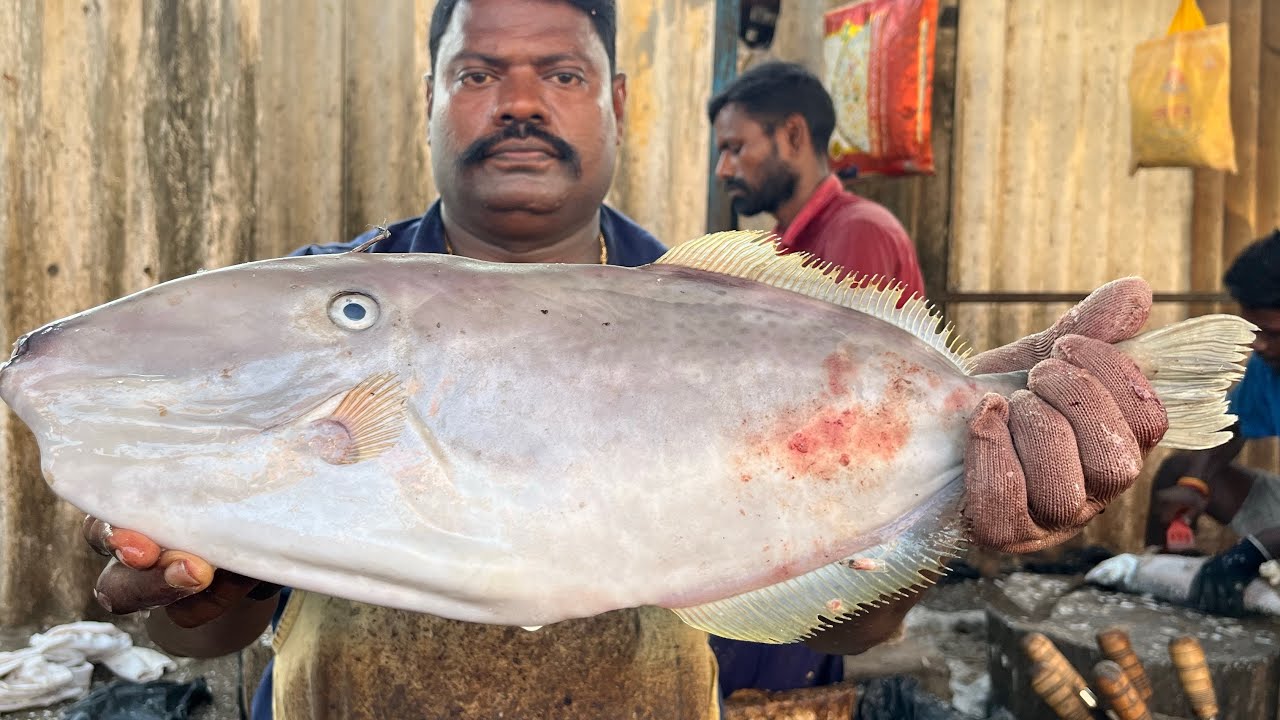 KASIMEDU 🔥 SPEED SELVAM | HUGE LEATHER JACKET FISH CUTTING VIDEO | 4K VIDEO | KM FISH CUTTING