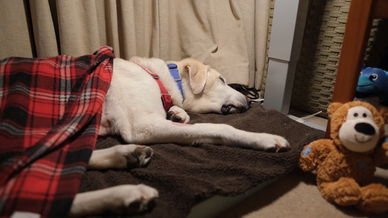 Elderly dog sleeping with breathing sounds, 25 minutes.
