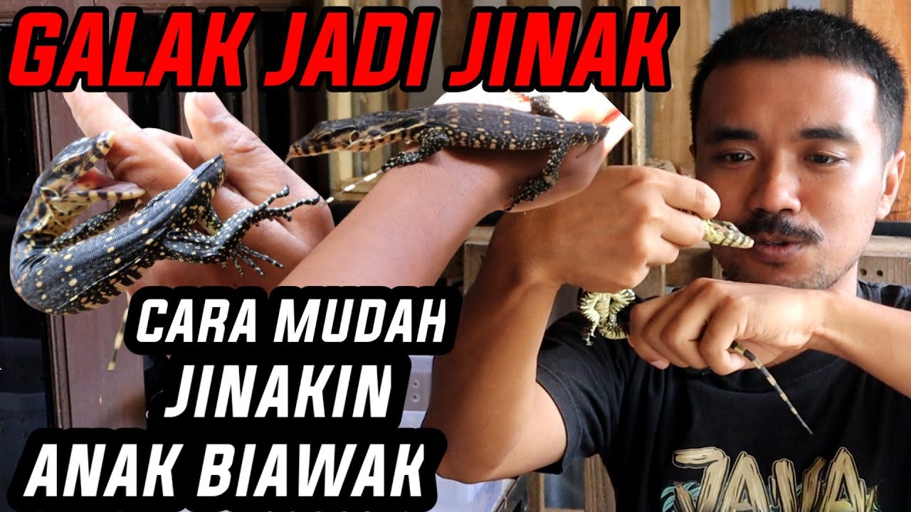 CARA JINAKIN ANAK BIAWAK BIAR TIDAK GALAK & JUMPY || Varanus salvator