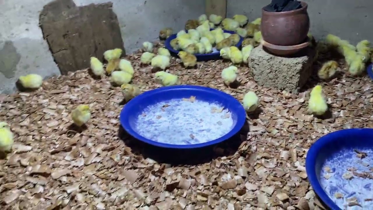 🐔 Topic: Poultry Farming | White Layers | Brooding