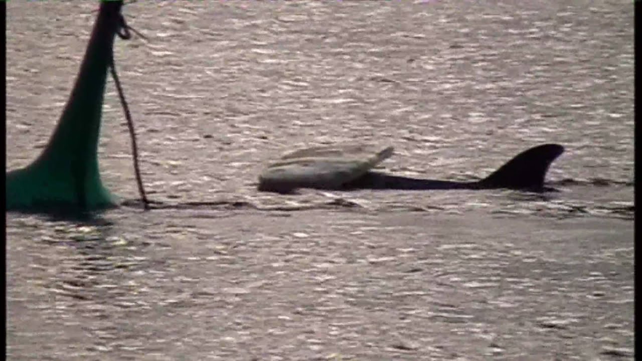 moko board.wmv
