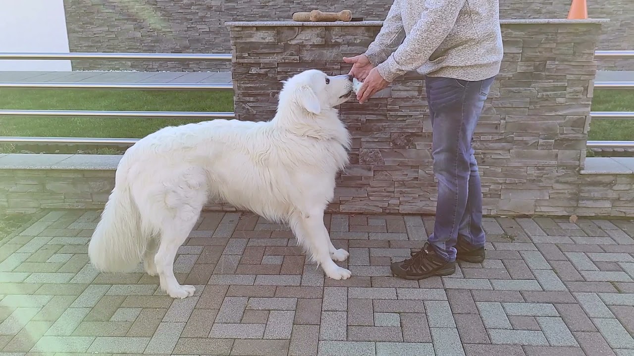 Slovenský čuvač Beny Spišský Vartaš vek 1 rok - poslušnosť