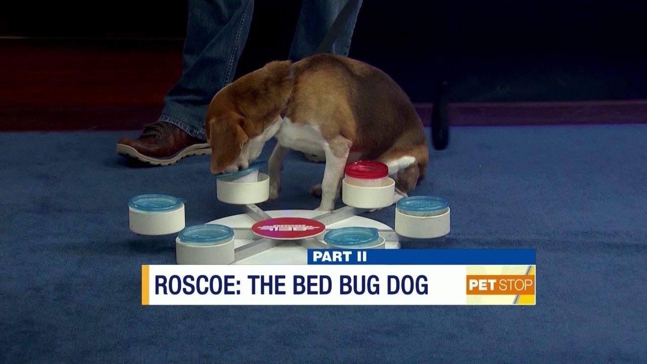 Where's Roscoe? He's on News 12-NJ's Pet Stop (February 18, 2017)