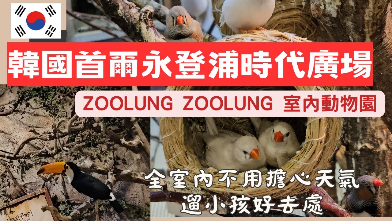 【韓國首爾自由行】Zoolung Zoolung室內動物園｜永登浦時代廣場百貨內人氣景點｜親子旅遊 情侶都適合｜百貨公司裡有動物園！還可以近距離接觸可愛小動物！ #zoo #seoul #時代廣場