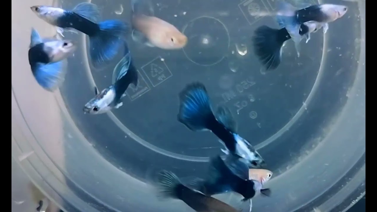 🐟 Guppy Combo Offer! 🐟🔥🎁 Buy Any 5 Pairs for ₹500