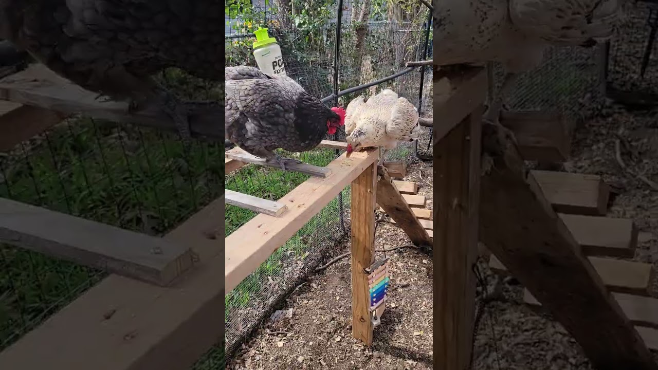 Playset in the Aviary 2026.02.08