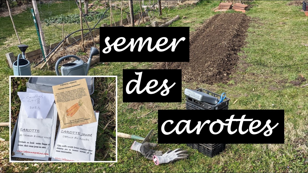 Semis de carottes au potager extérieur : ça c'est fait ! (saison 2025)