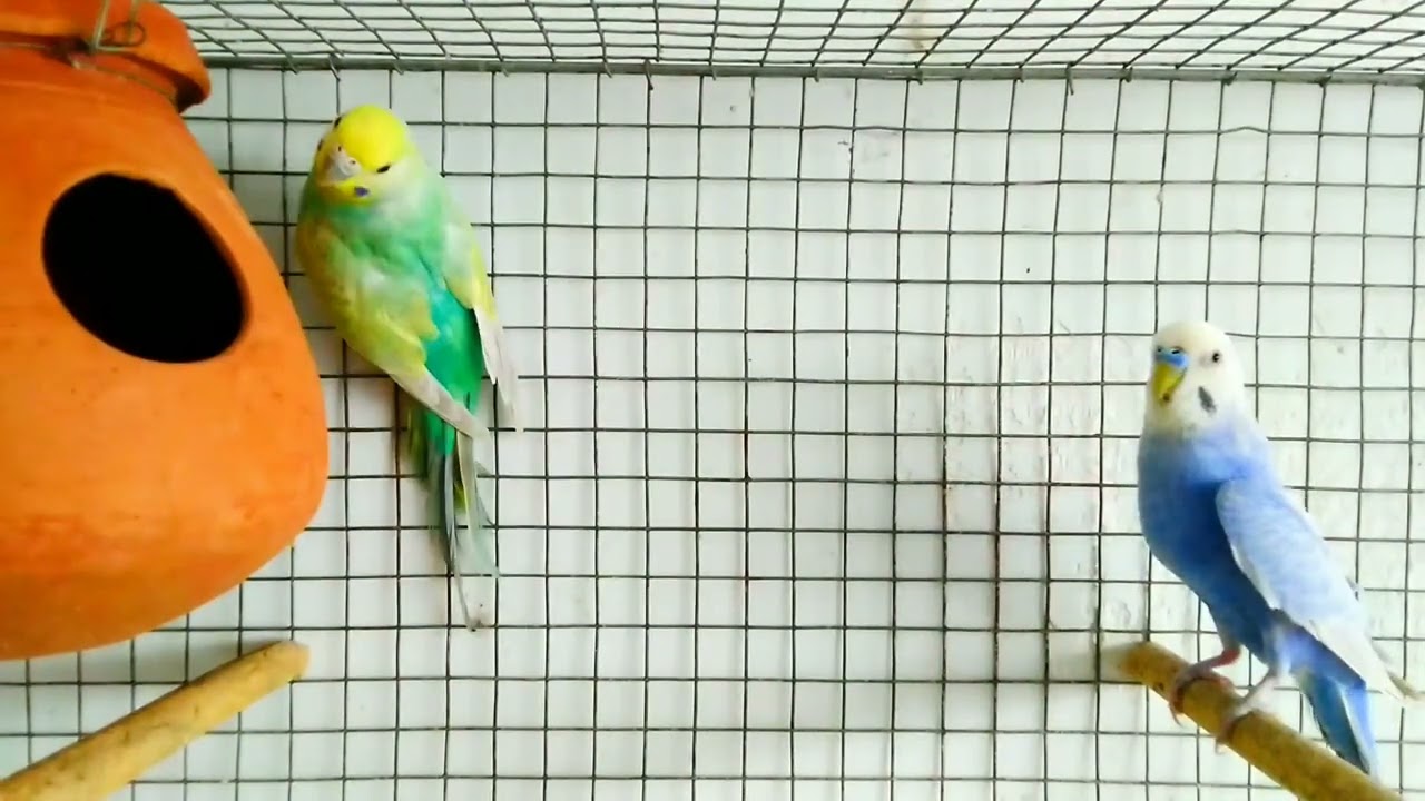 How to Breed Violet Rainbow Budgies ? 
