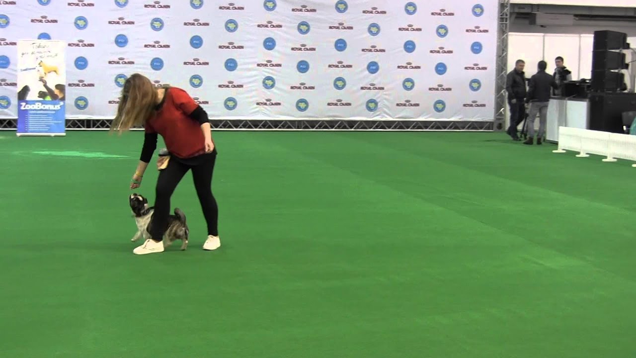 Телегина Руслана и Лунтик, дети. Танцы с собаками 