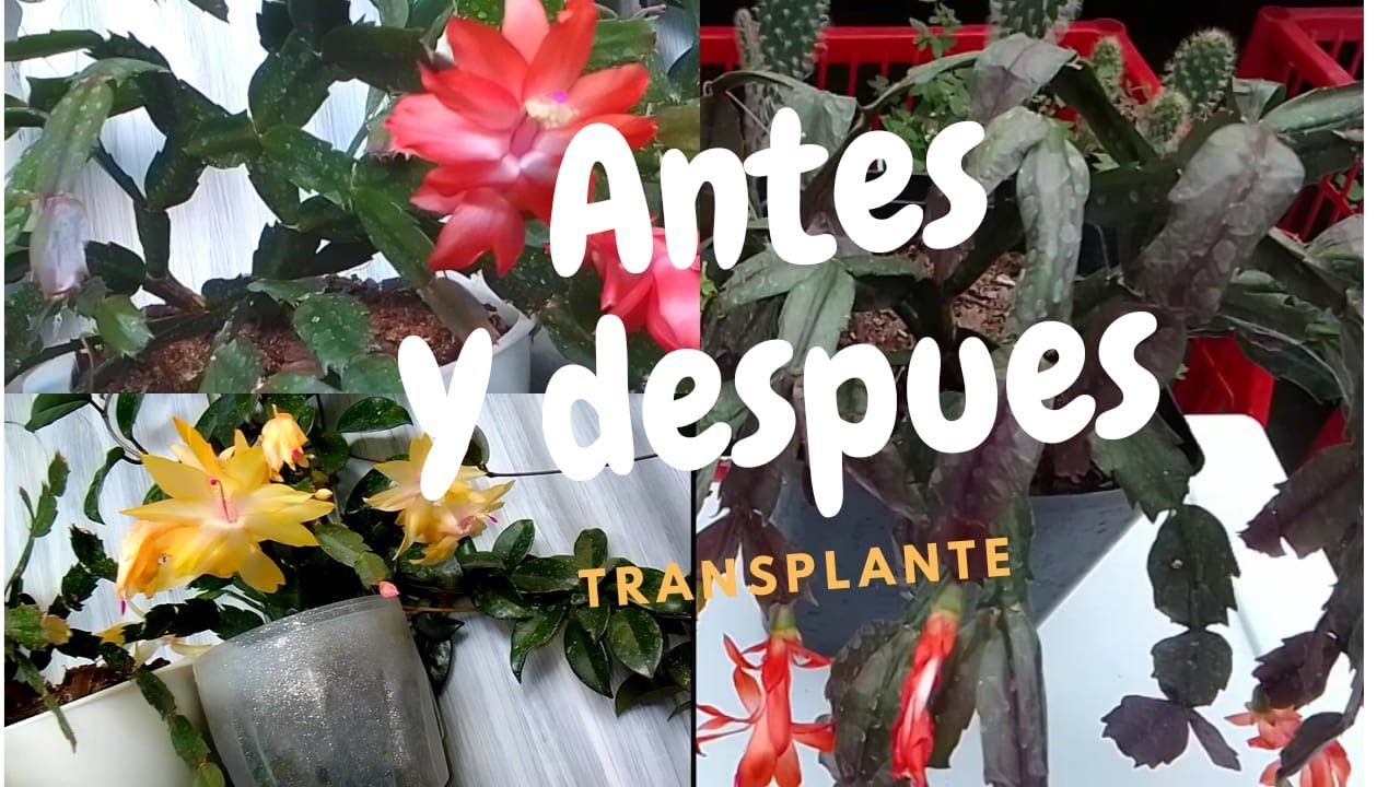 Cambiandole sustrato al cactus de navidad #jardin la #bondad