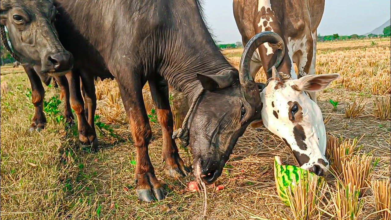 Buffalo and cow watermelon eating and fighting 