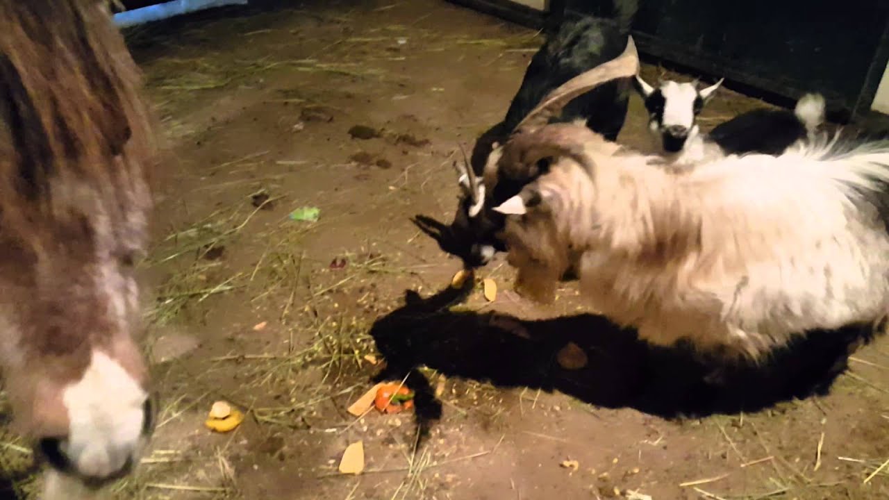 Baby Goat Riding a Pony