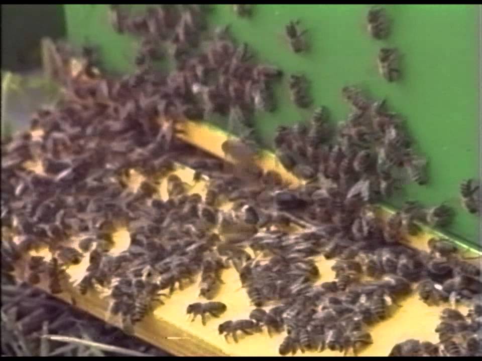 Honing een potje vol bedrijvigheid